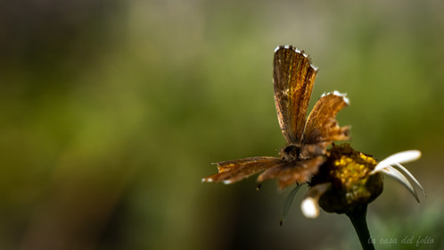 papillon