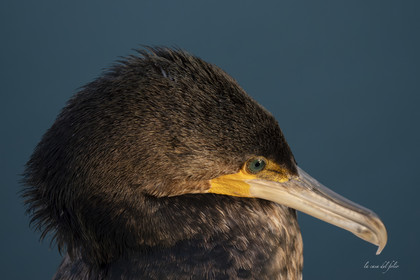 Green-eyeds Cormoran
