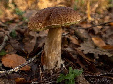 Champignon; Mushroom