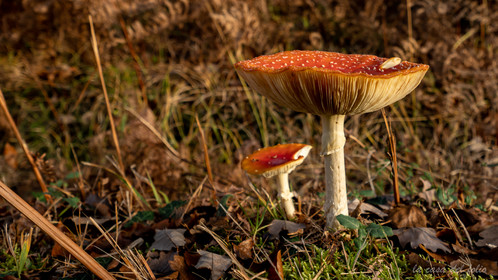 Champignon; Mushroom