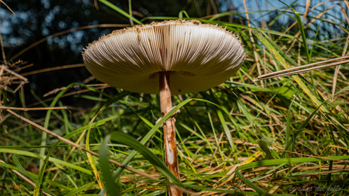 Macrolepiota procera - Coulemelle