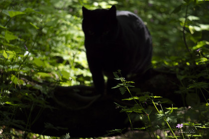Zazou le chat