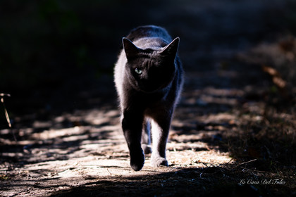 Les Chats