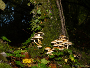 Hypholoma fasciculare