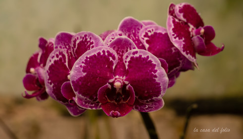 Orchidée