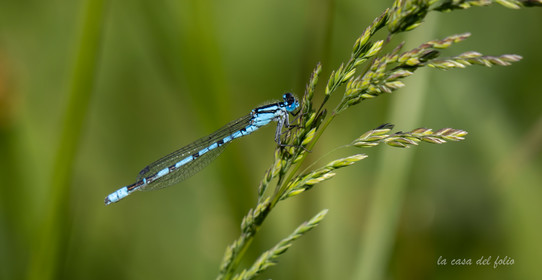 Libellule Bleue