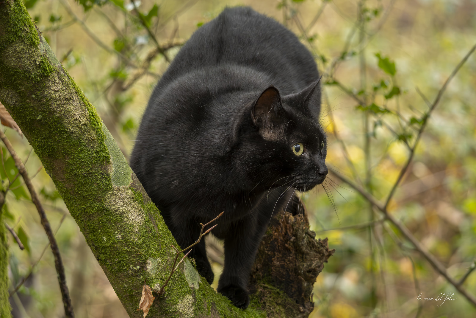 Chat en forêt