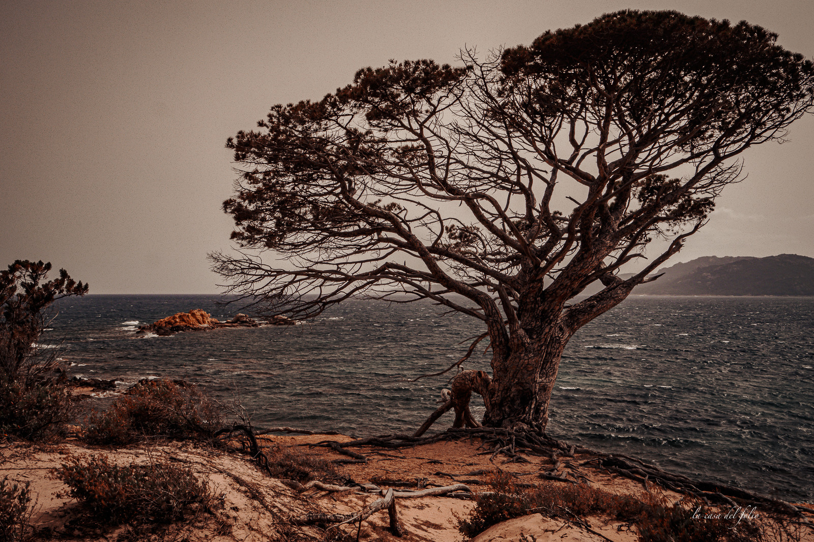 Corse