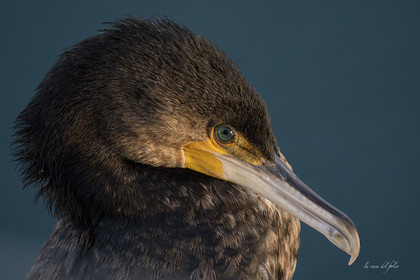 Green-eyeds Cormoran