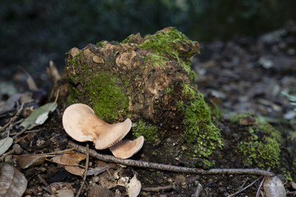 mushroom