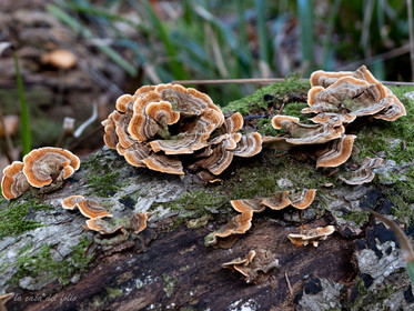 Champignon; Mushroom