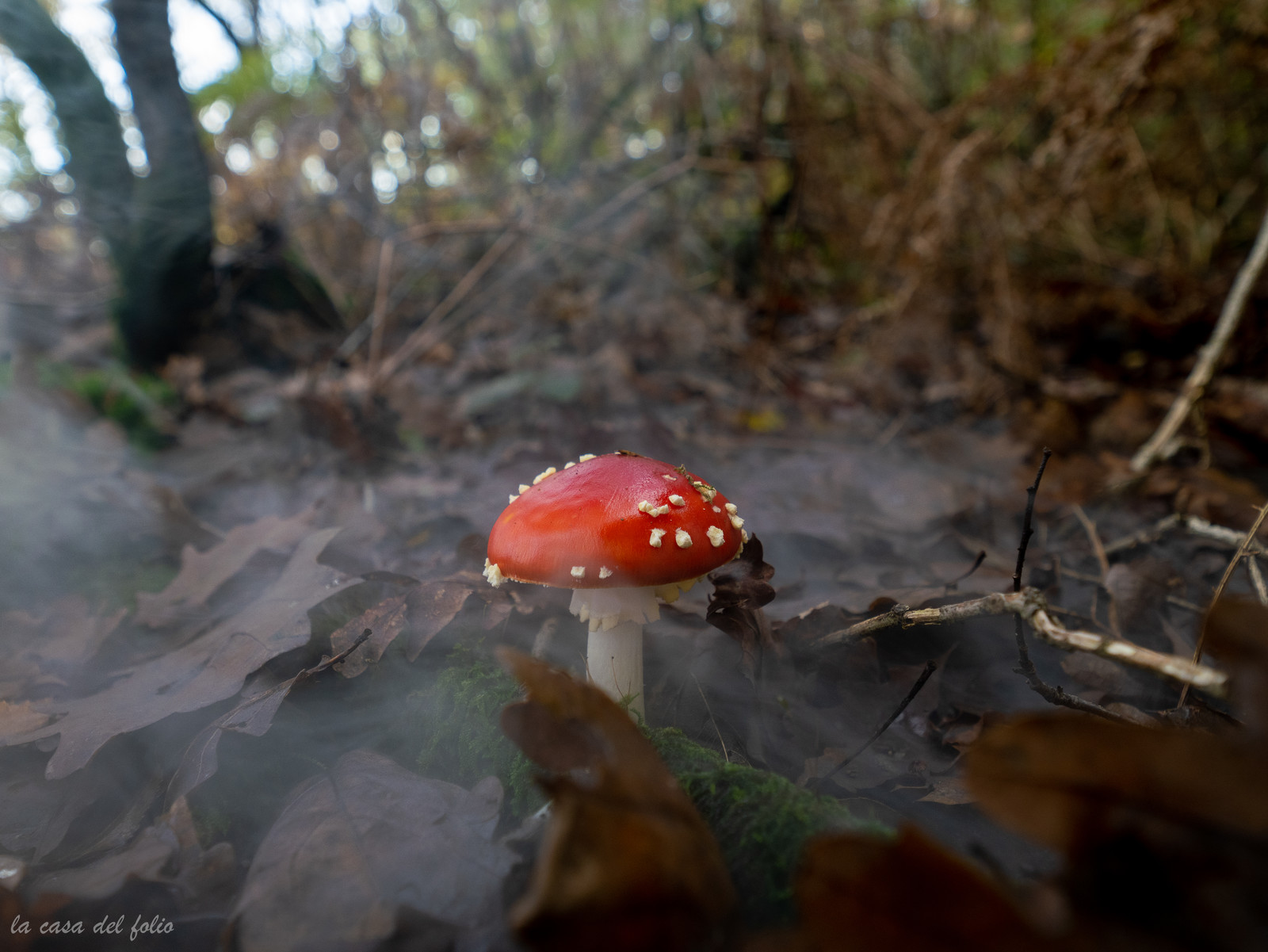 Champignon; Mushroom