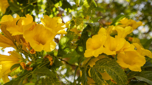 Fleur Maroc