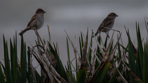 Couple de moineau, en Gironde