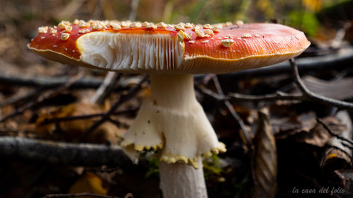 Champignon; Mushroom