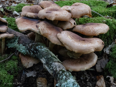 Champignon; Mushroom
