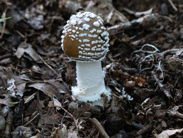 Champignon; Mushroom