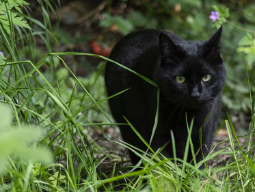 Zazou le chat