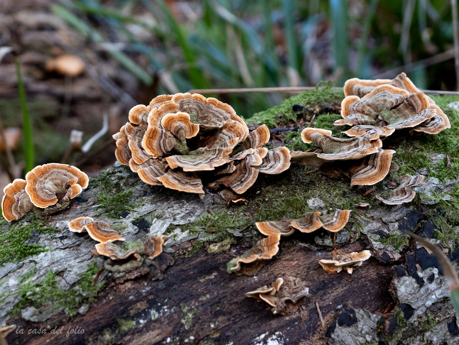 Champignon; Mushroom