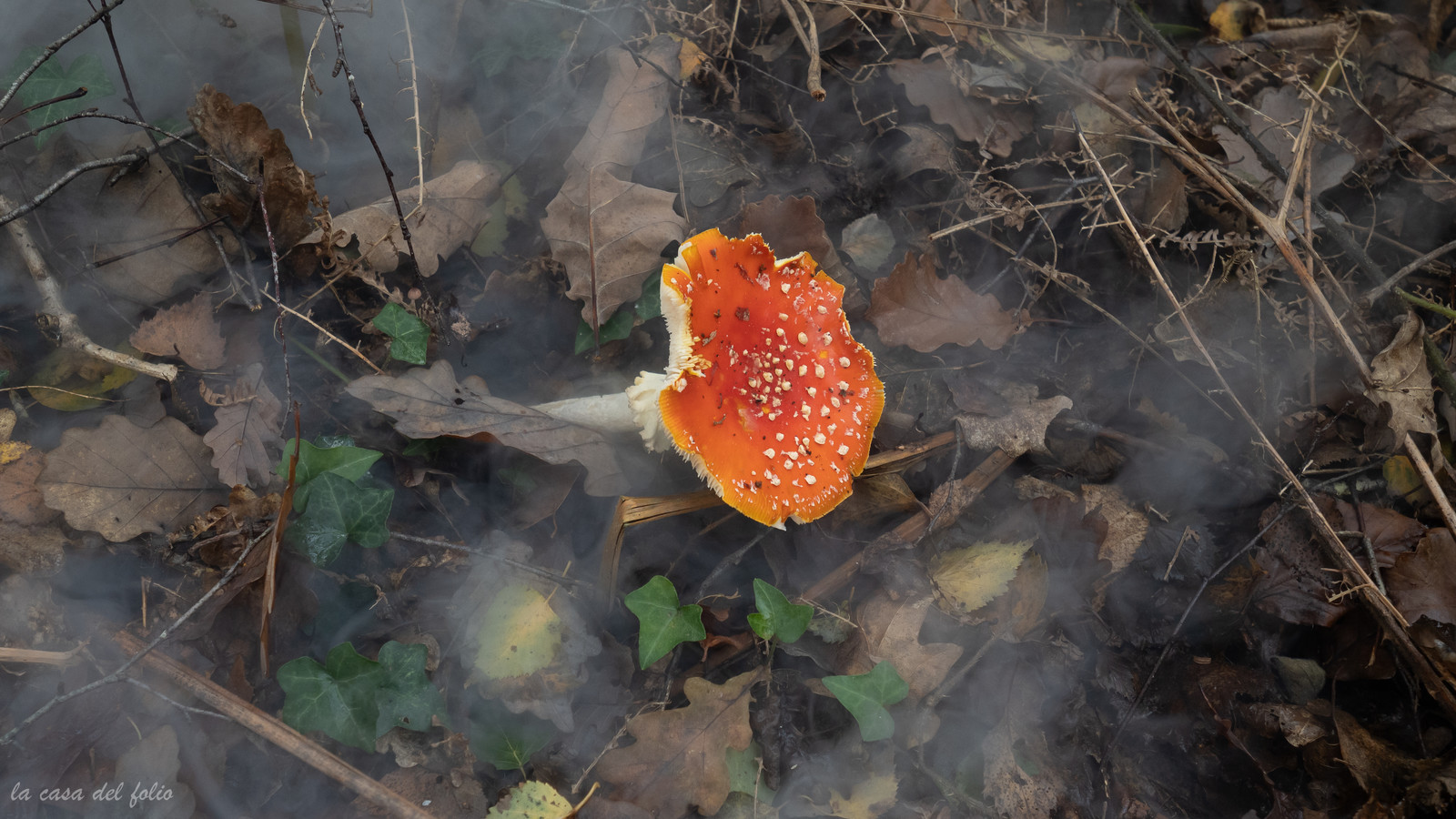 Champignon; Mushroom