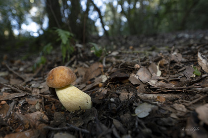 mushroom