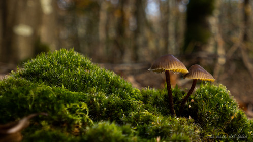 Champignon; Mushroom