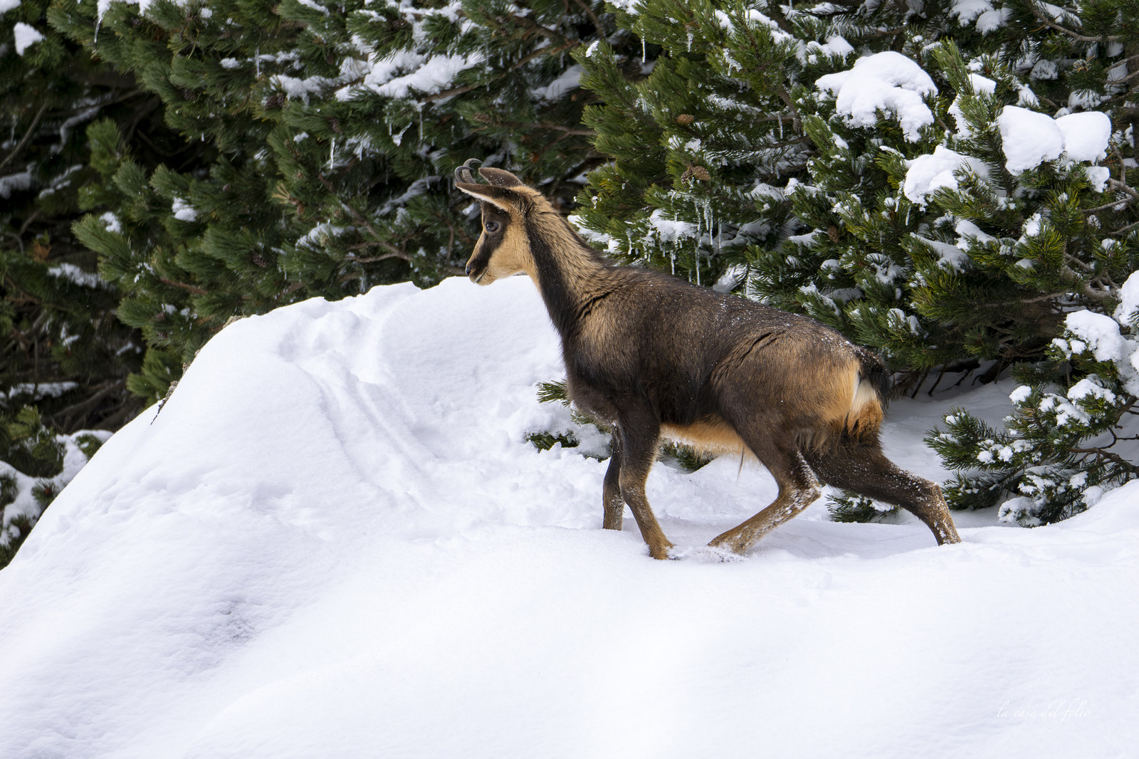 Isard des Pyrénées