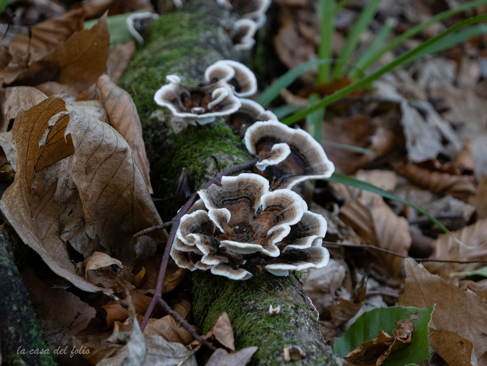 Champignon; Mushroom