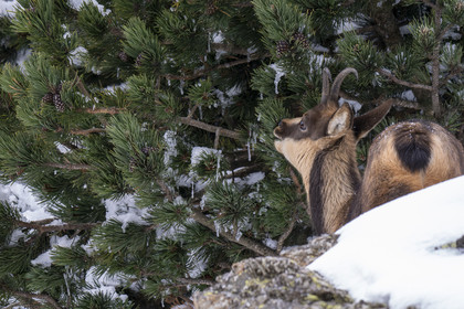 Isard des Pyrénées