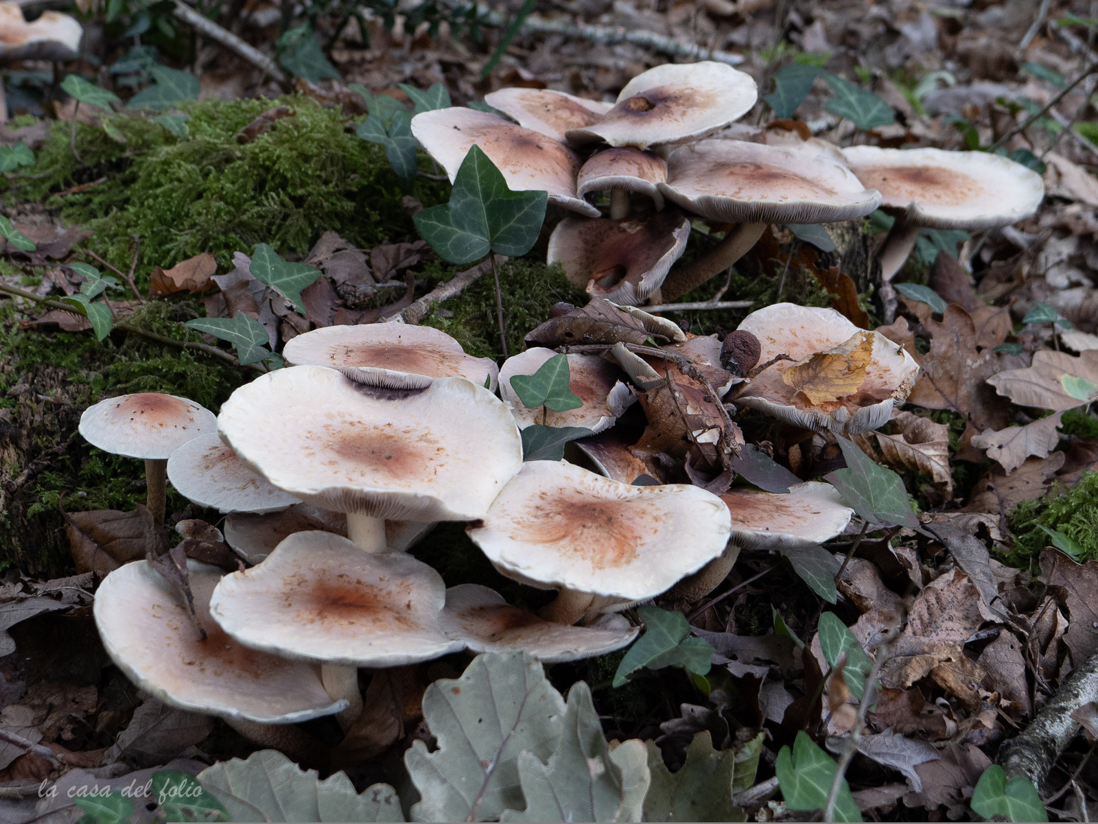 Champignon; Mushroom
