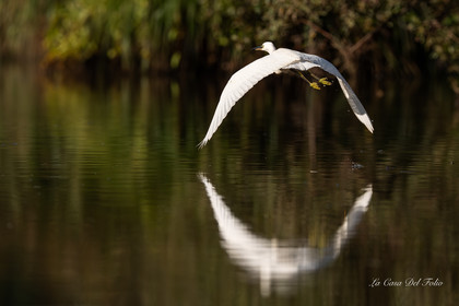Aigrette garzette, Parc de la Brière