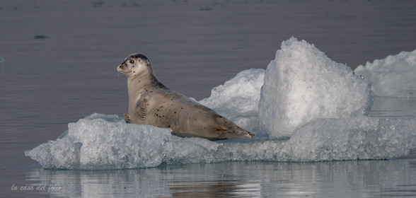 Islande