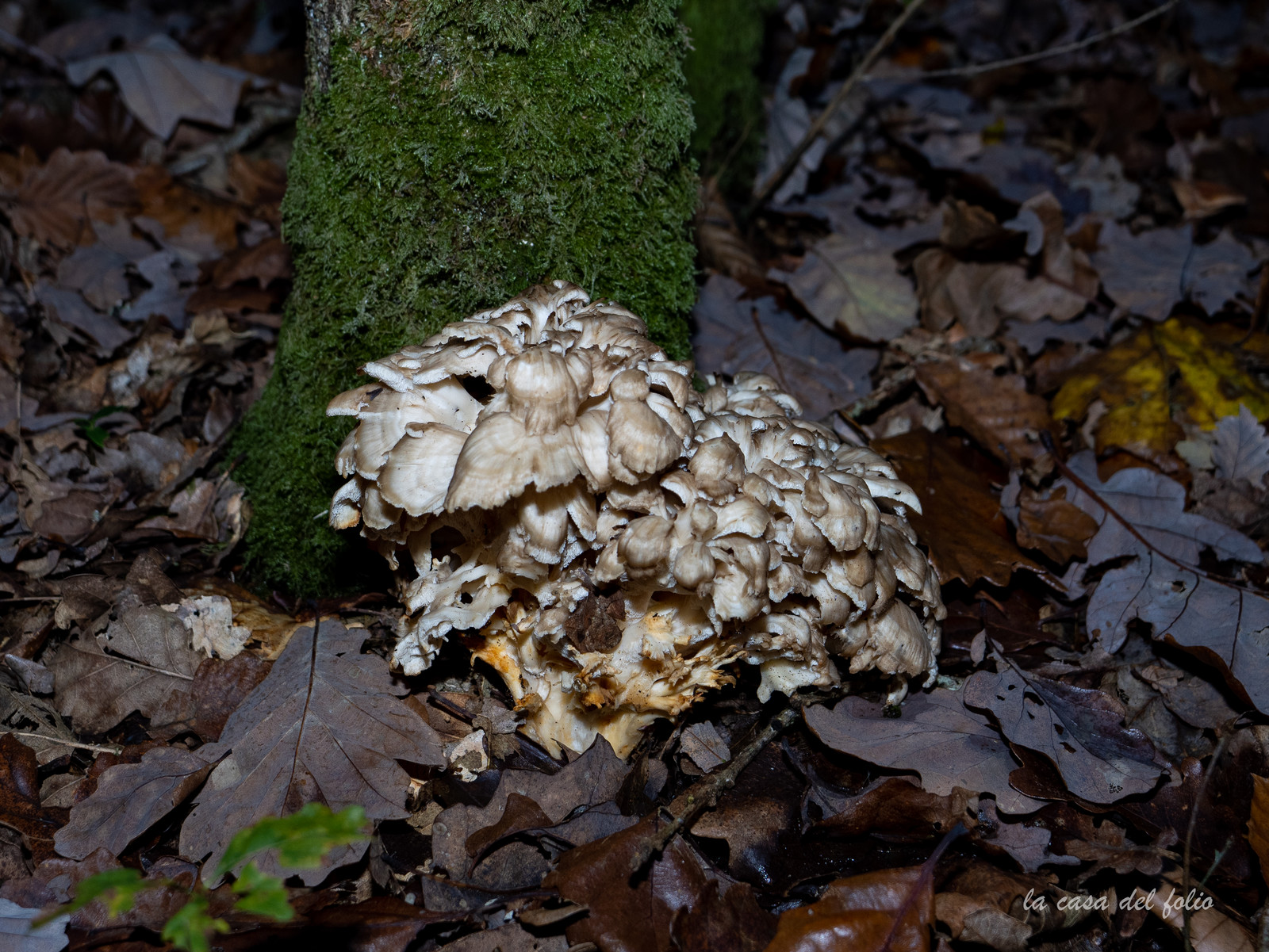 Champignon; Mushroom