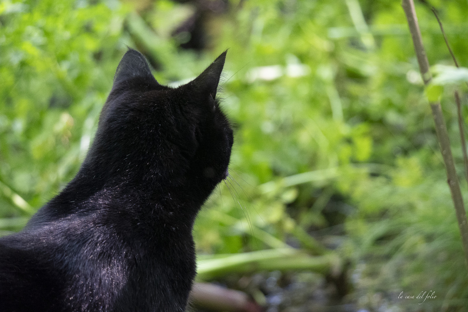 Zazou le chat