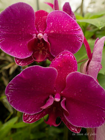 Orchidée