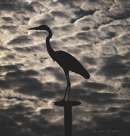 Héron en contre-jour