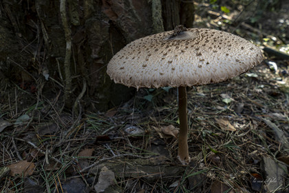 mushroom