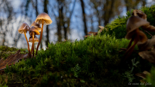 Champignon; Mushroom