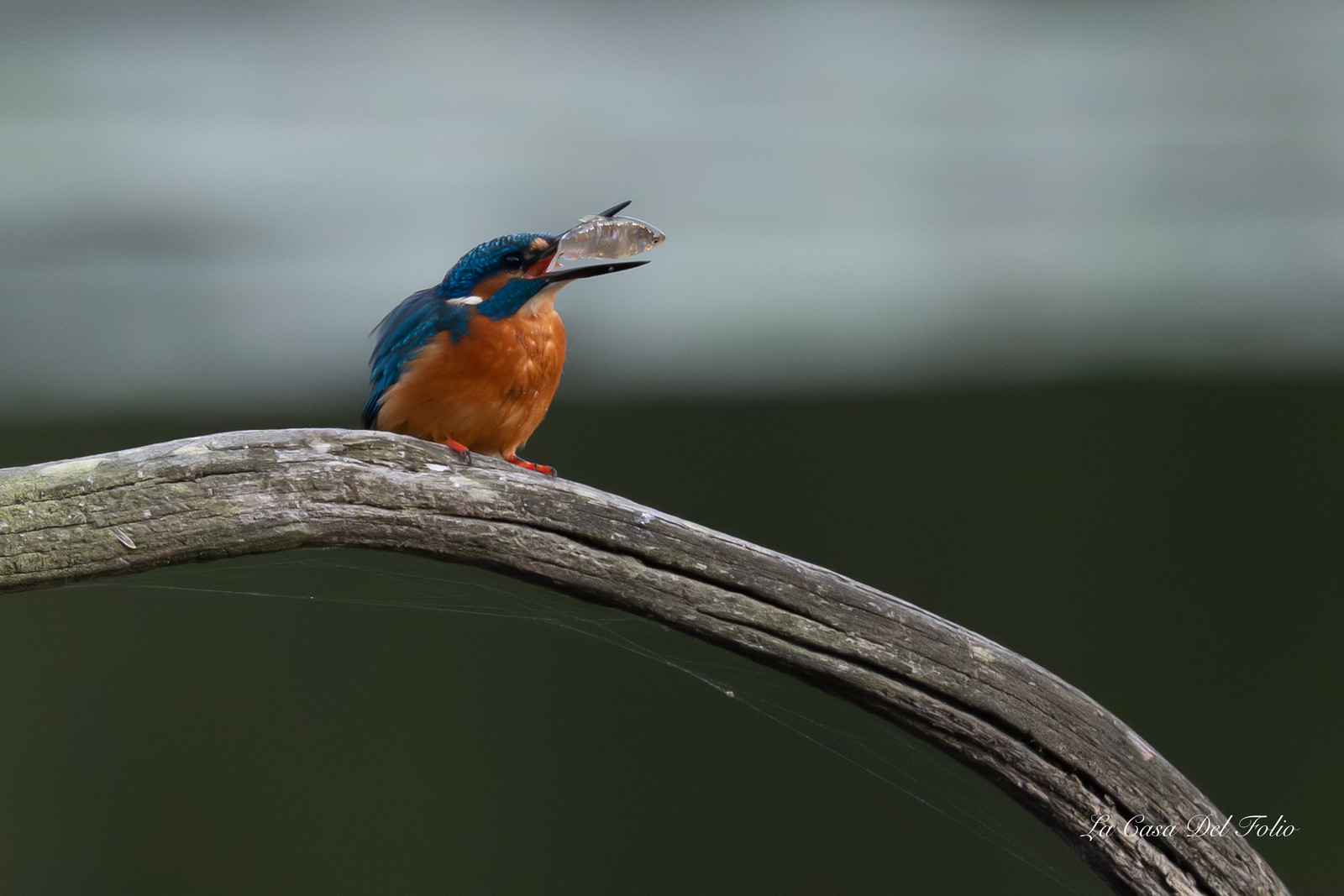 Kingfisher