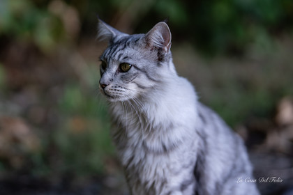 Les Chats