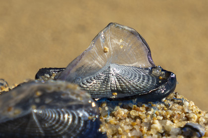 Velella velella