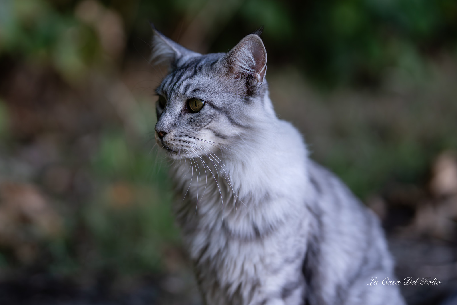 Les Chats