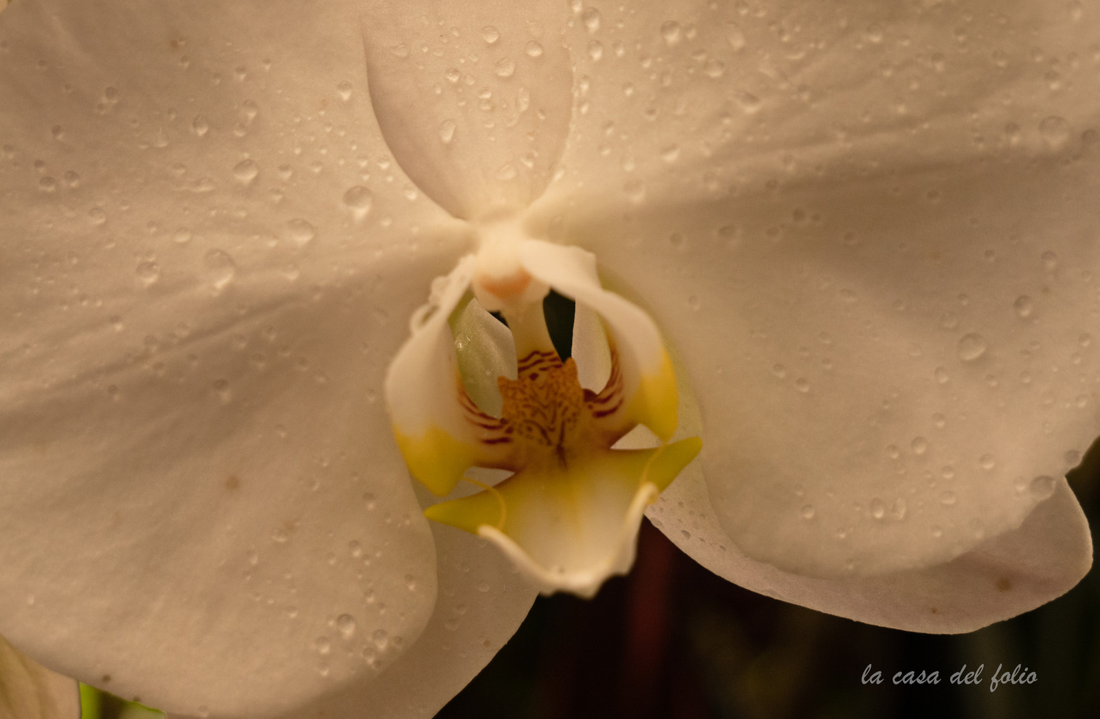 Orchidée