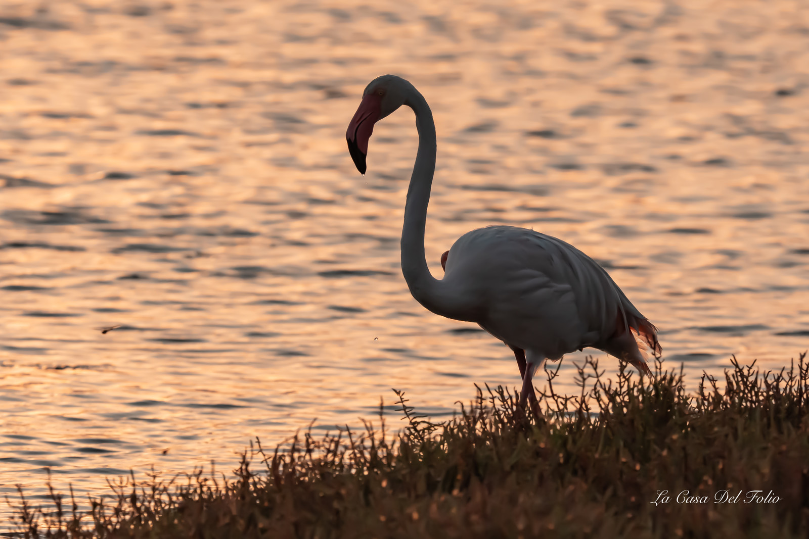 Flamant rose