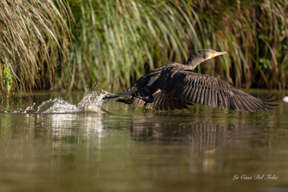 Grand cormoran