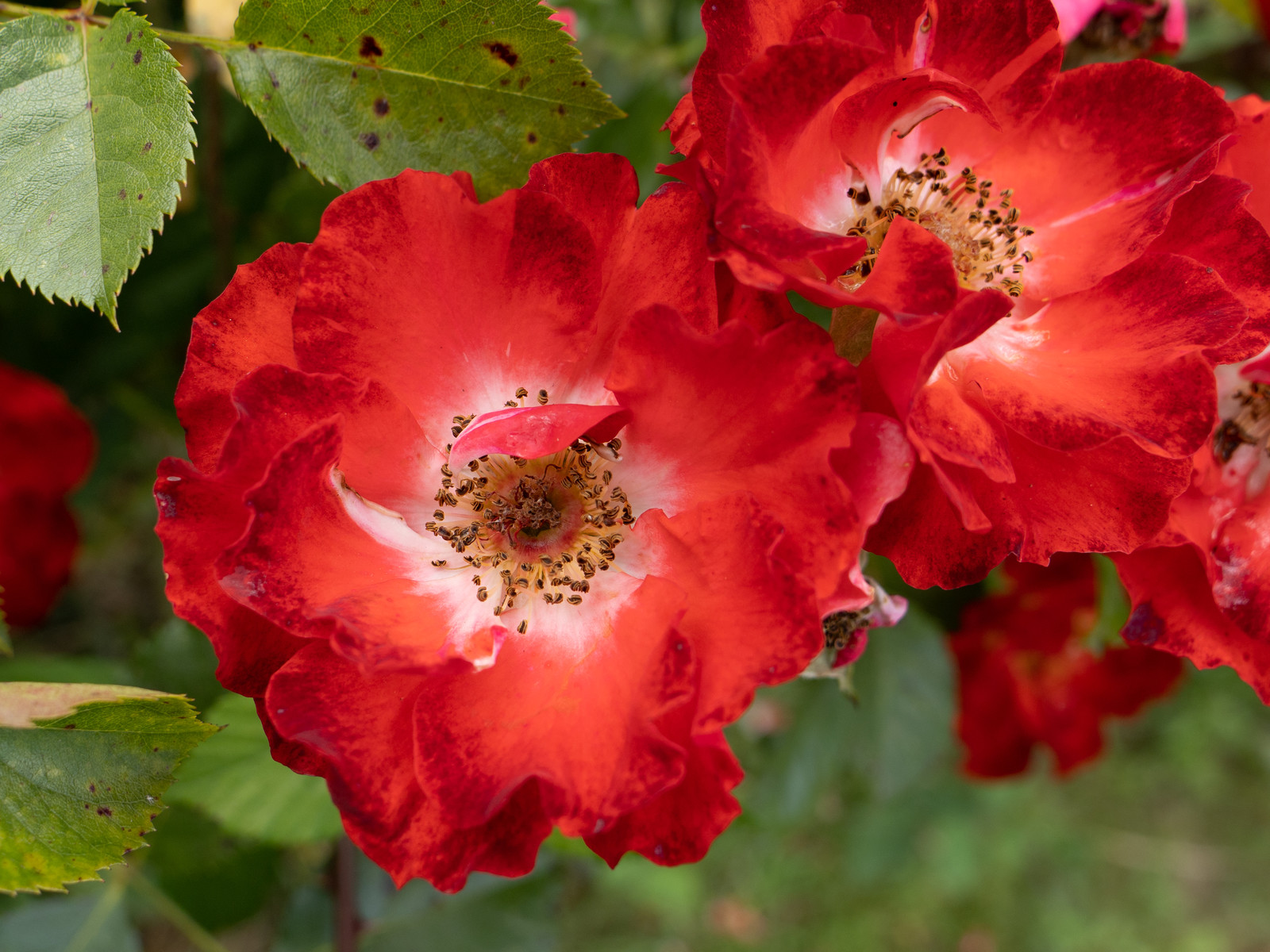 Rosiers des Alpes