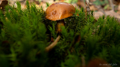 Champignon; Mushroom