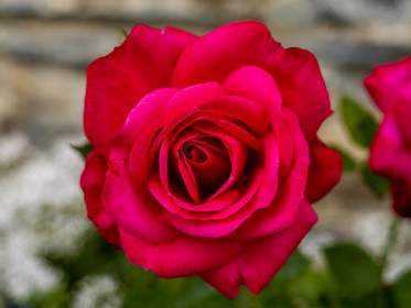 Rosier hybride de thé