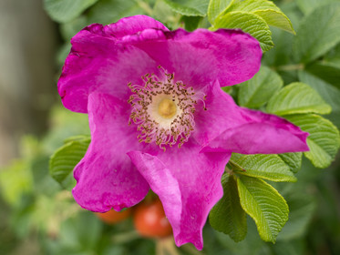 Rosier rugueux