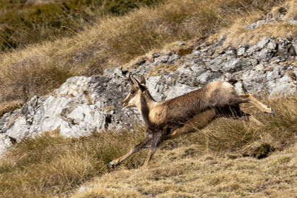 Isard des Pyrénées